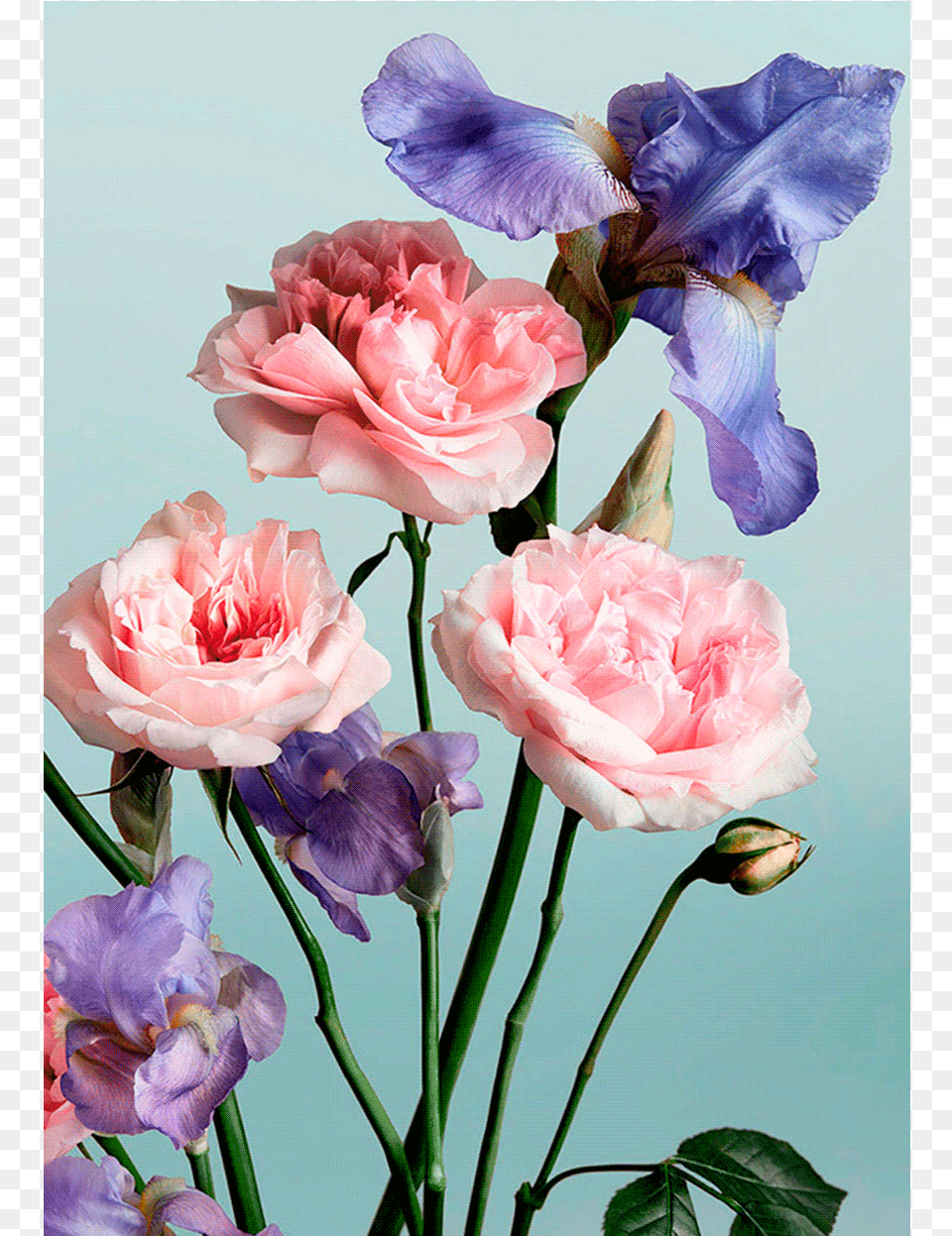 Alt Chanel, Flower, Geranium, Plant, Carnation Png