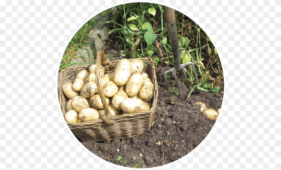 Alt Text Alt Attribute, Food, Plant, Potato, Produce Free Png