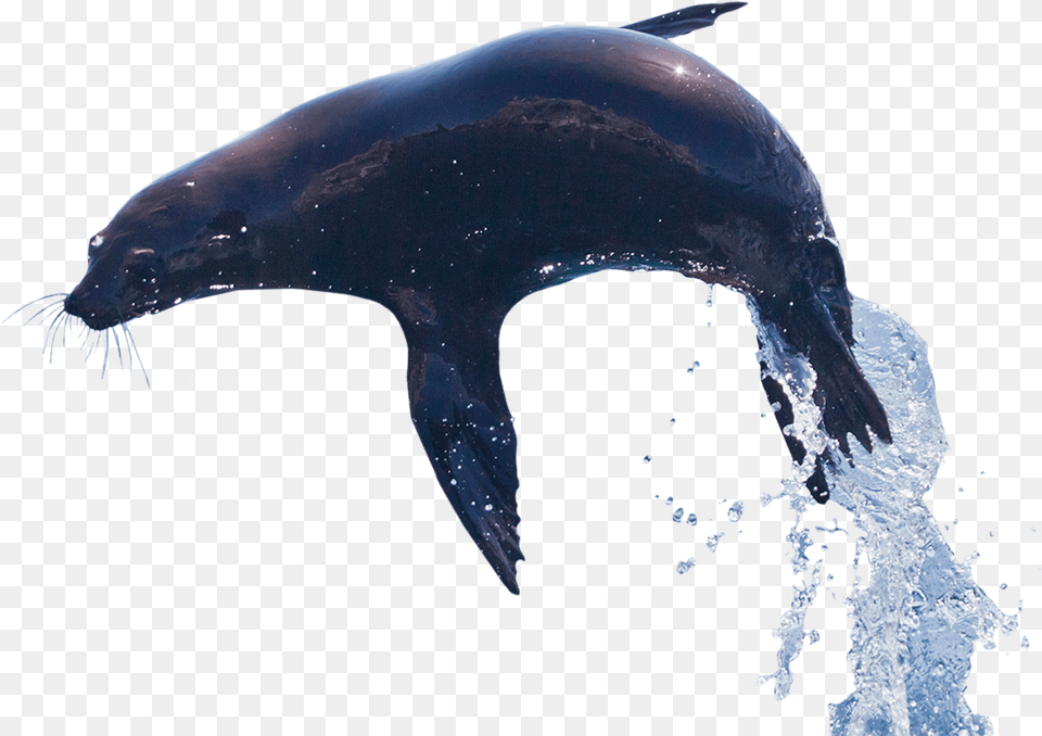 Alt Text Killer Whale, Animal, Sea Life, Mammal, Sea Lion Png