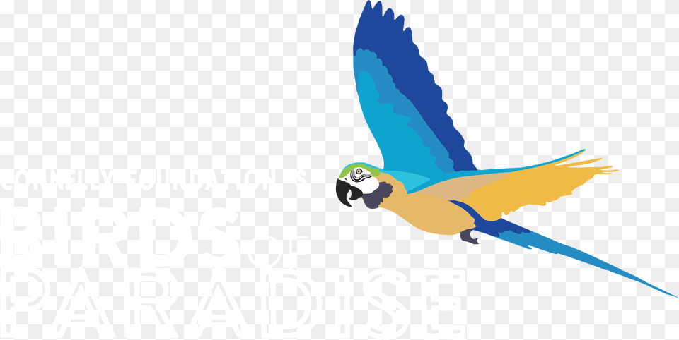 Alt Text Macaw, Animal, Bird, Parrot, Person Free Transparent Png