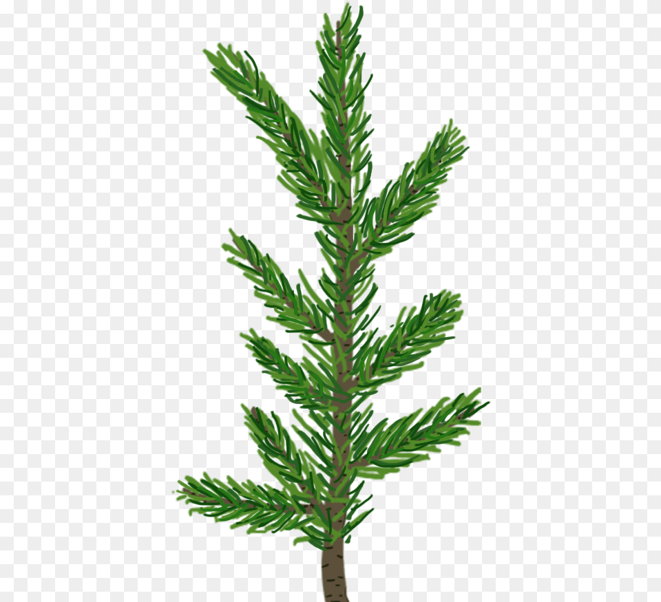 Alt Text Transparent Pine Tree Leaves, Conifer, Fir, Plant, Spruce Free Png Download