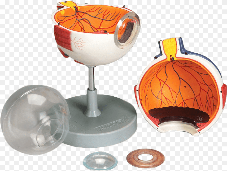 Altay Scientific Anatomical Model Human Eye 6 Parts Snifter, Glass, Goblet, Lamp, Pottery Free Transparent Png