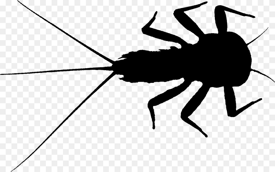 Altermatt Lab On Twitter Insect, Silhouette, Animal, Cricket Insect, Invertebrate Png Image