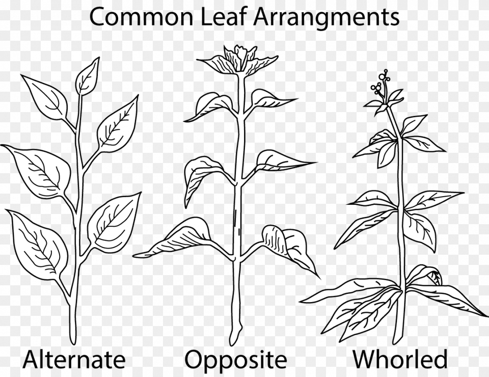 Alternate Opposite Whorled Leaves, Leaf, Plant, Art, Floral Design Free Transparent Png