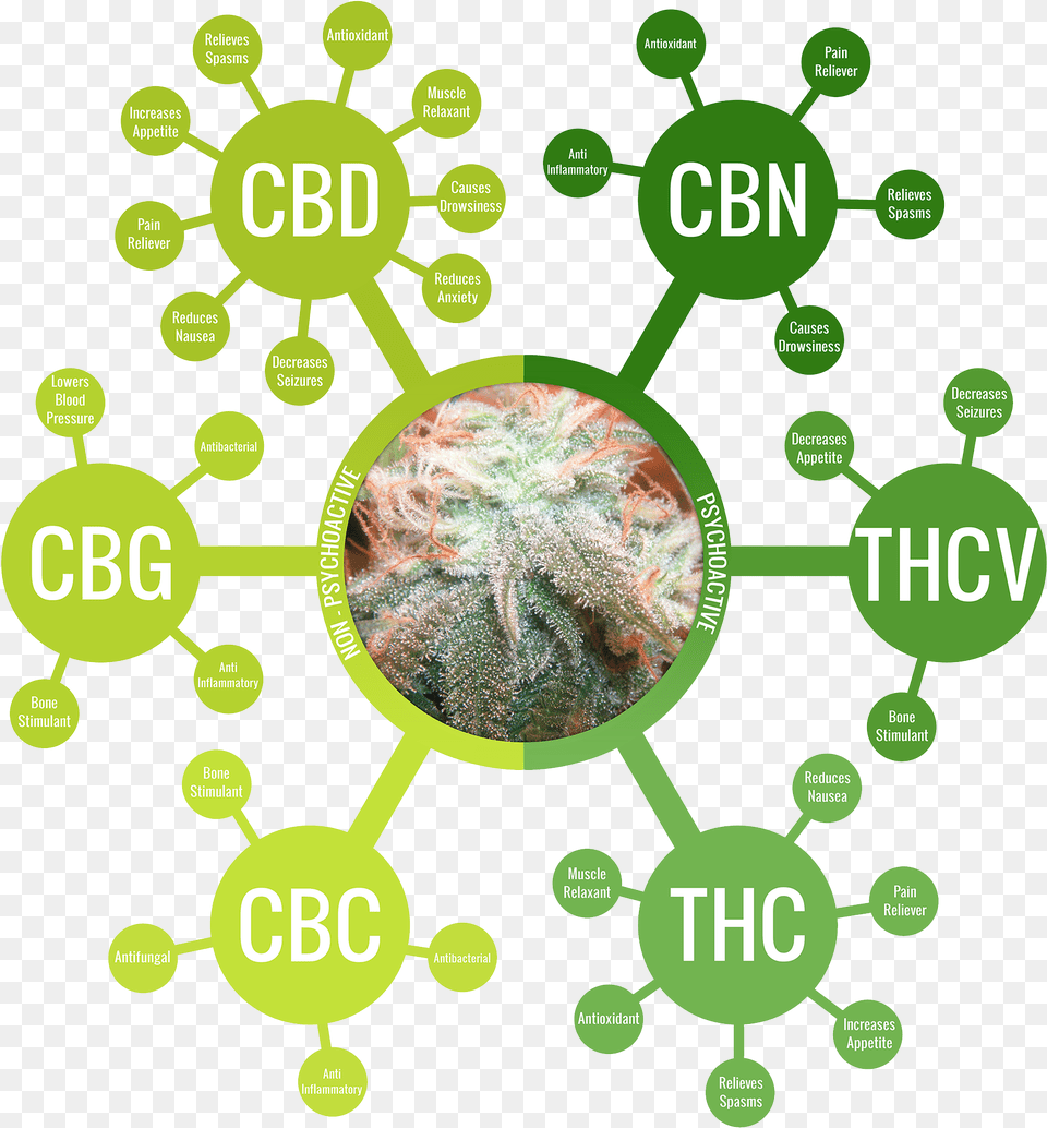 Alternatives For A Public Health Crisis And Minor Pains Full Spectrum Cbd Isolate, Leaf, Plant, Weed, Vegetation Free Transparent Png