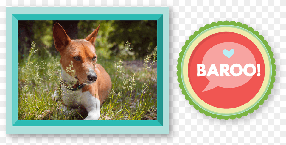 Although Basenjis Tend To Be Quiet They Still Make Basenji, Pet, Mammal, Dog, Canine Free Png Download