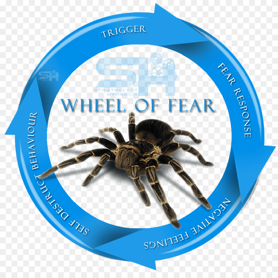 Although It May Seem Impossible To You Now Hypnotherapy Tito Amp Tarantula, Animal, Invertebrate, Spider, Insect Free Png Download