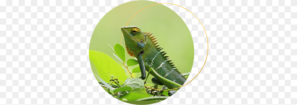 Although The Chameleon Is Just One Of The Five Feminine Chameleons, Animal, Lizard, Reptile, Iguana Free Png
