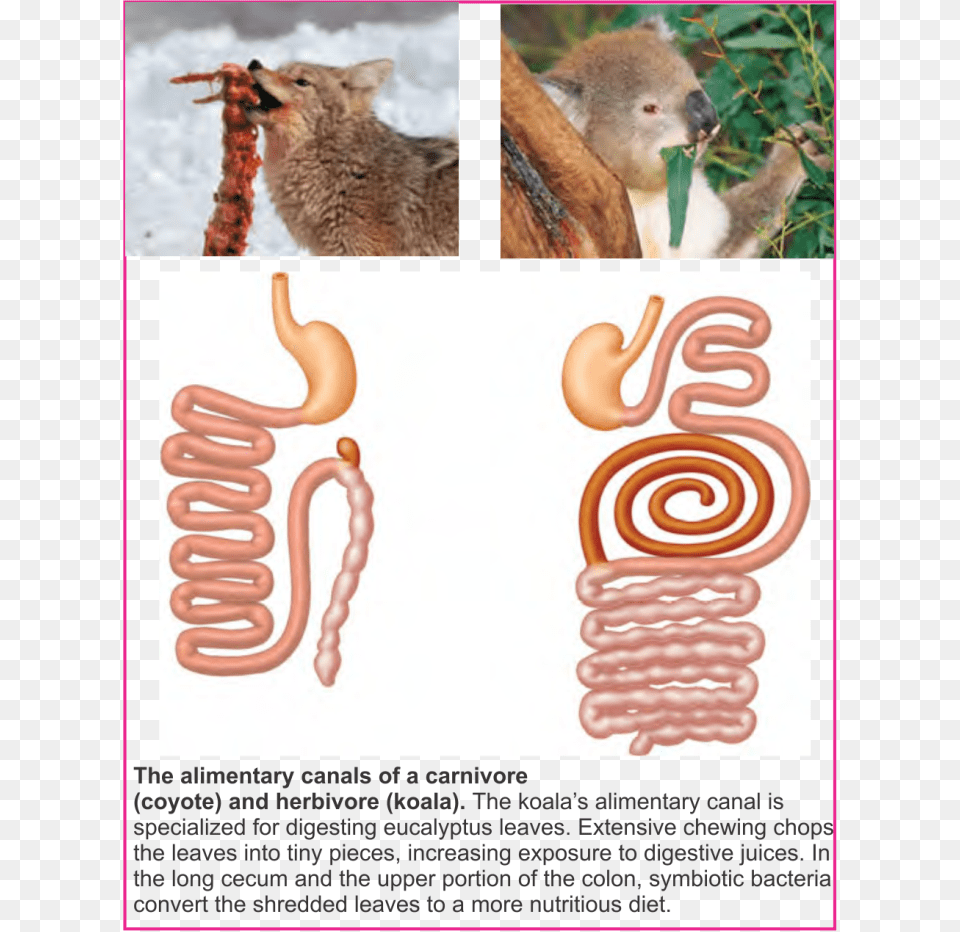 Although These Two Mammals Are About The Same Size Digestive Tract Of Herbivores, Animal, Livestock, Mammal, Sheep Free Png