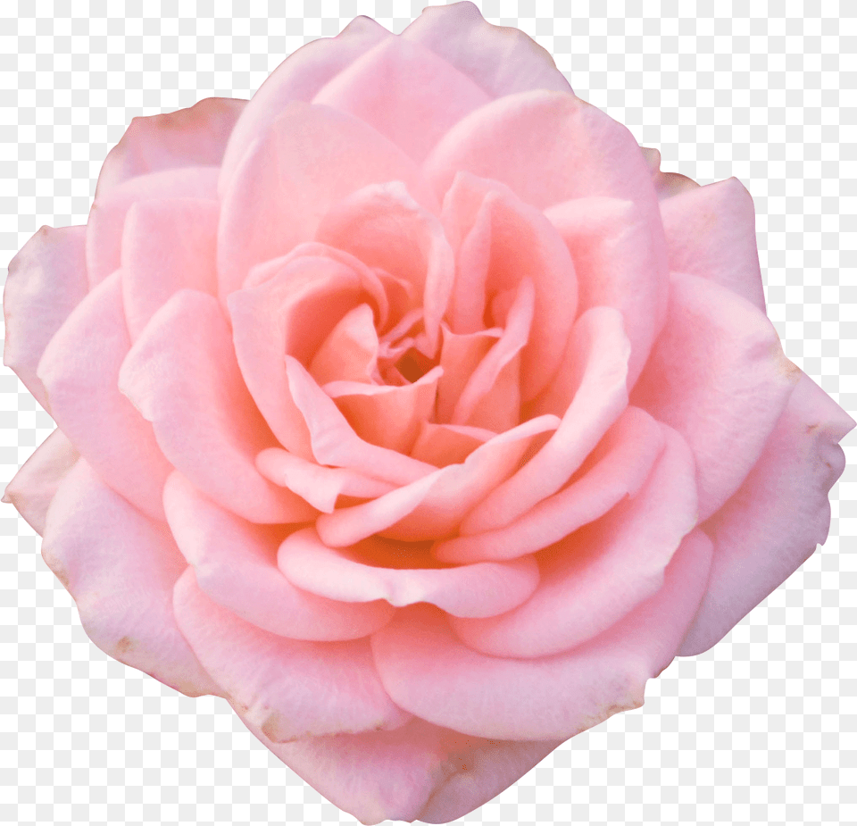 Am Abundance, Flower, Petal, Plant, Rose Free Png