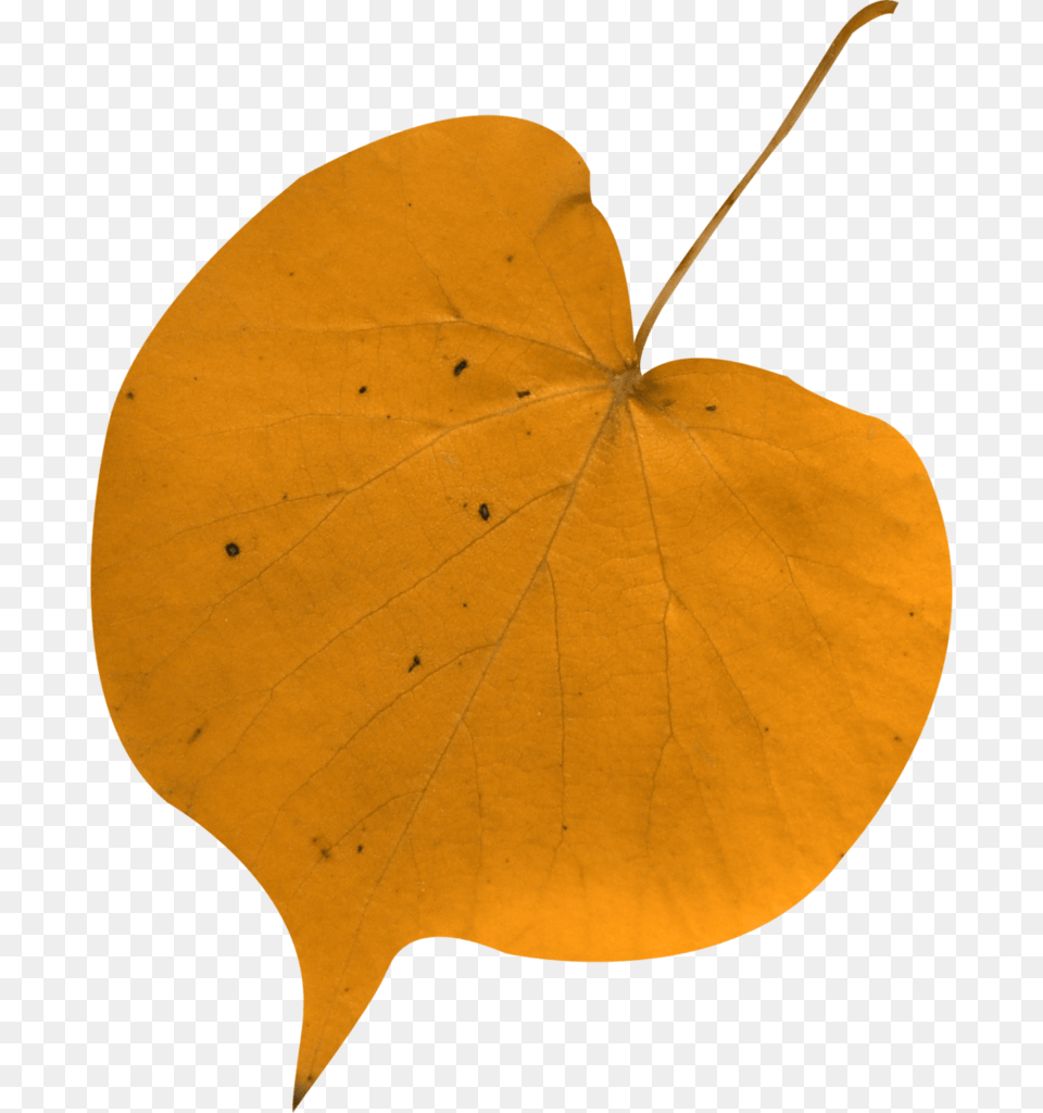 Am Autumn Leaves Fall Leaves Autumn Leaf Autumn, Plant, Tree Free Png Download