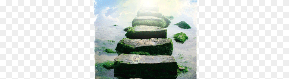 Am The Way The Truth, Algae, Rock, Plant, Moss Png