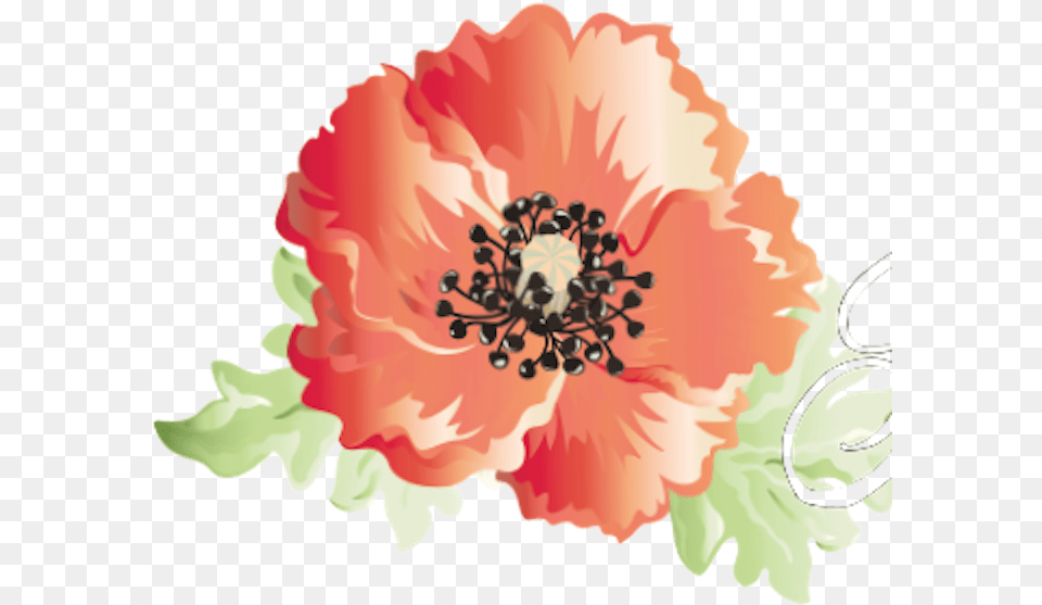 Amapola, Anemone, Anther, Flower, Plant Png Image