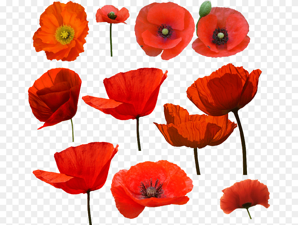 Amapolas Watercolor Poppy And Amapolas, Flower, Plant, Rose Free Png