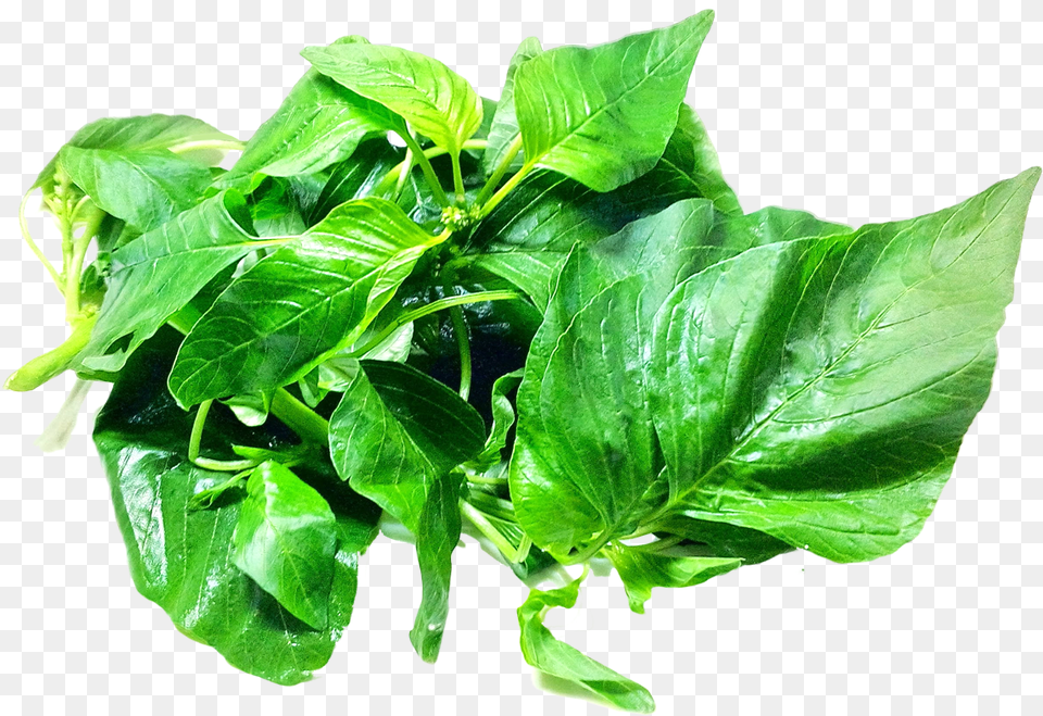 Amaranth Leaves Image, Leaf, Plant, Herbal, Herbs Free Png Download