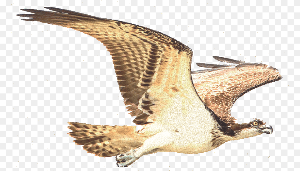 Amaro Delle Terre Del Falco Ad Multiservice Srls Osprey, Animal, Bird, Vulture, Buzzard Free Png