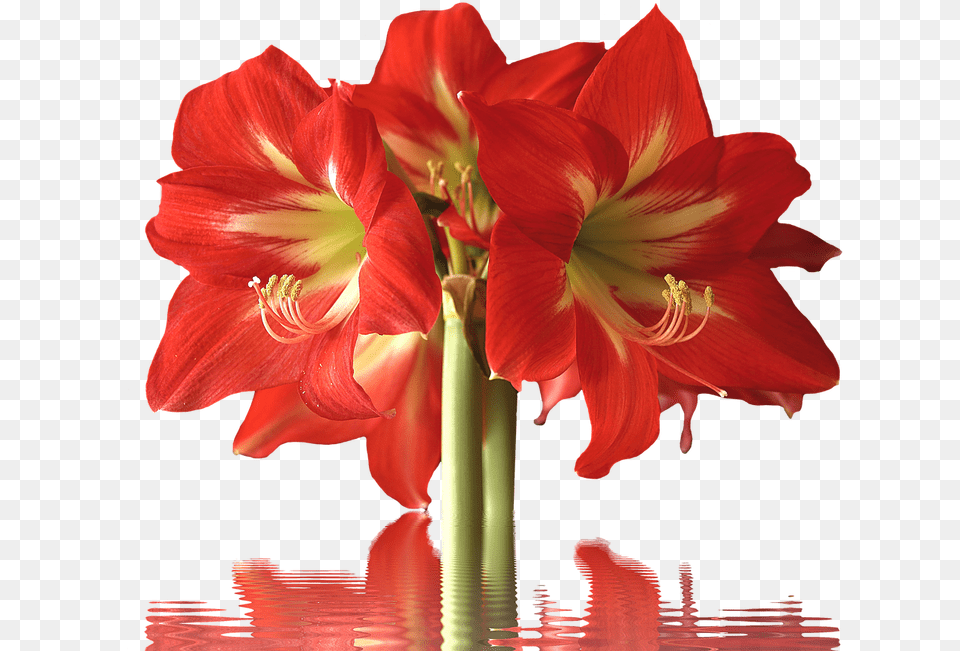 Amarylis Flower, Plant, Amaryllis, Rose Free Png