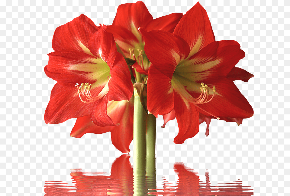 Amarylis Flower, Plant, Amaryllis Free Png