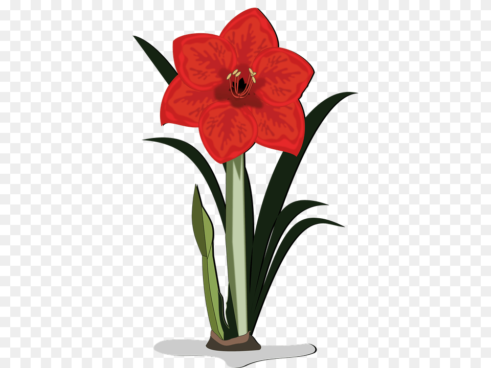Amaryllis Flower, Plant, Cross, Symbol Png