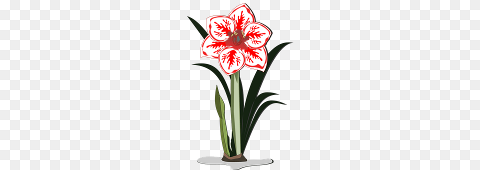 Amaryllis Flower, Plant, Flower Arrangement Png