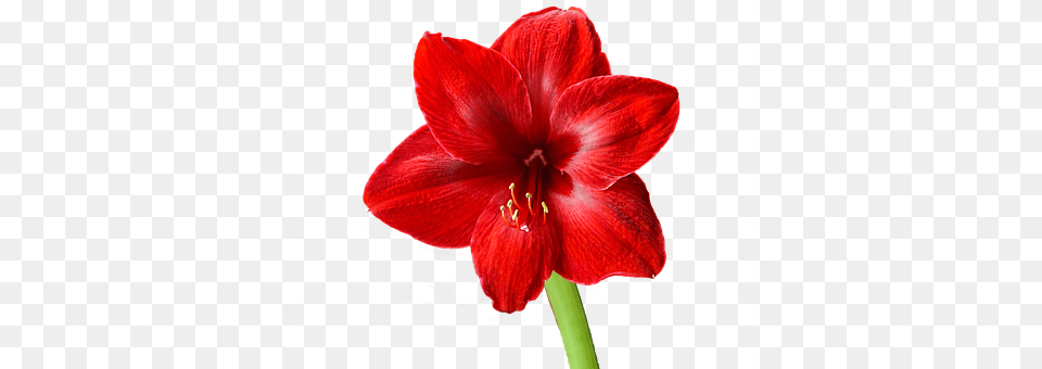 Amaryllis Flower, Plant, Person Free Png Download