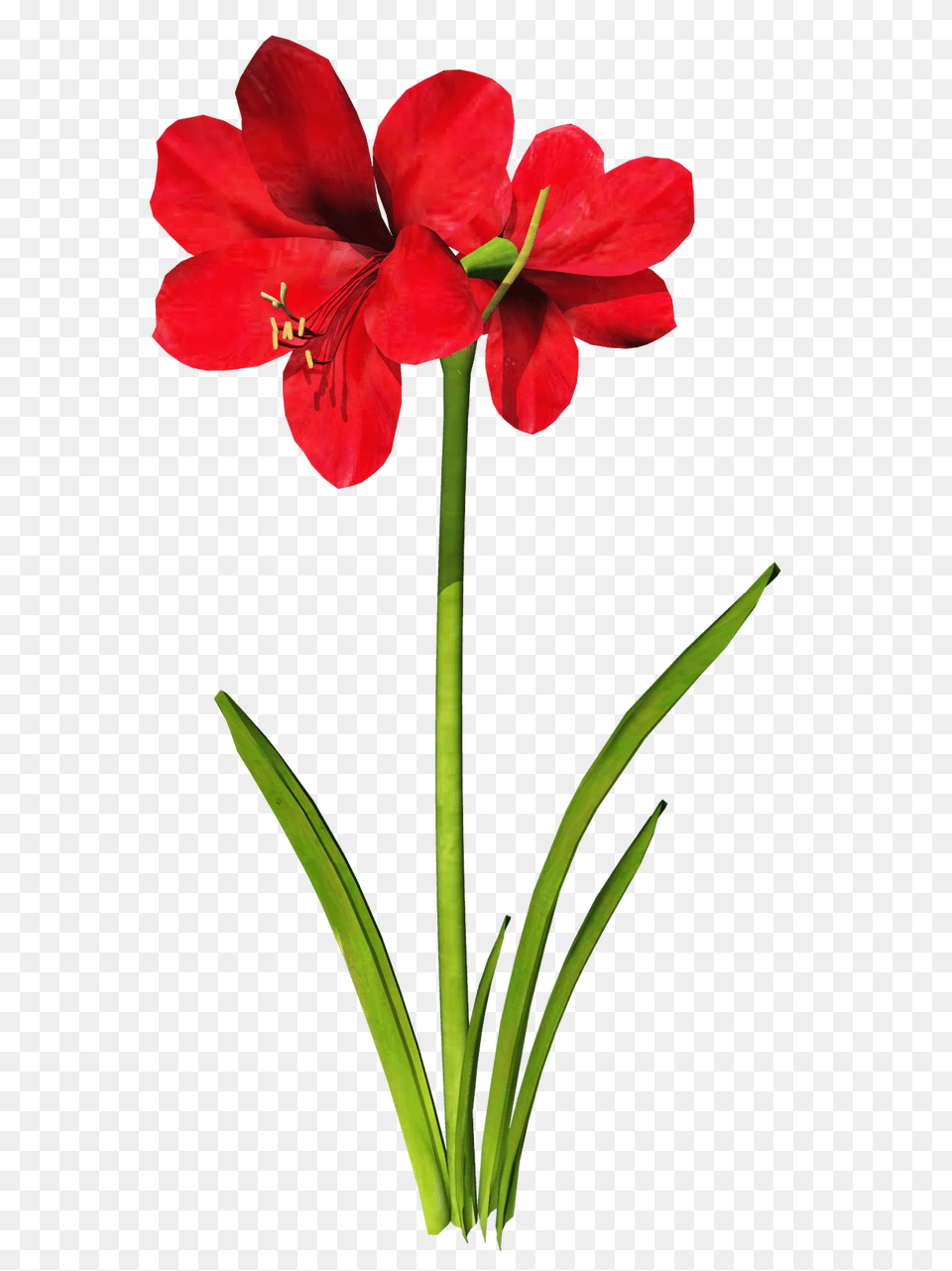 Amaryllis Clipart, Flower, Geranium, Plant, Anther Free Transparent Png