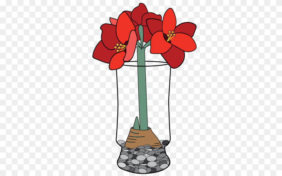 Amaryllis Faq Bloomaker, Flower, Plant, Dynamite, Weapon Png Image