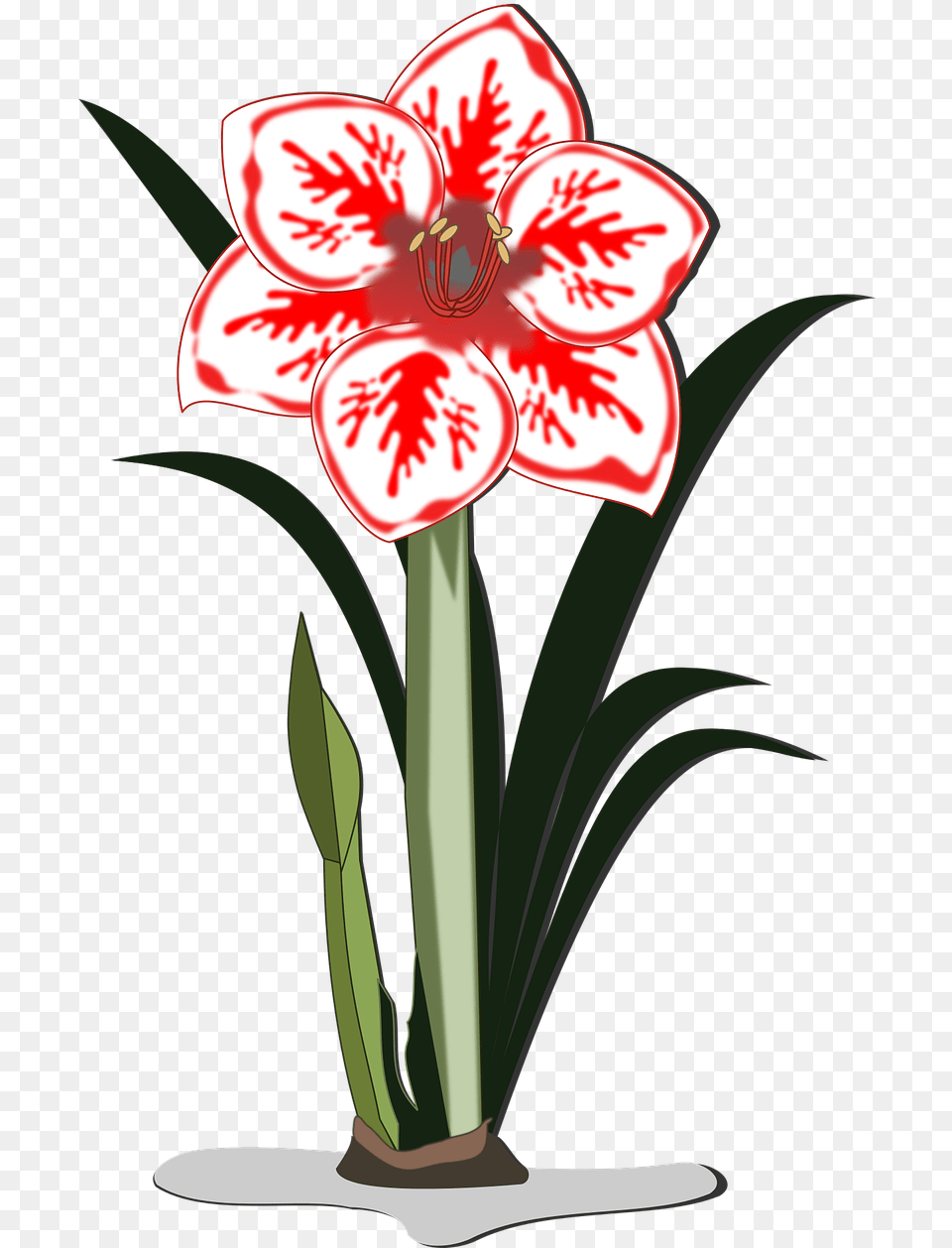Amaryllis Flower Clip Art, Plant Free Transparent Png