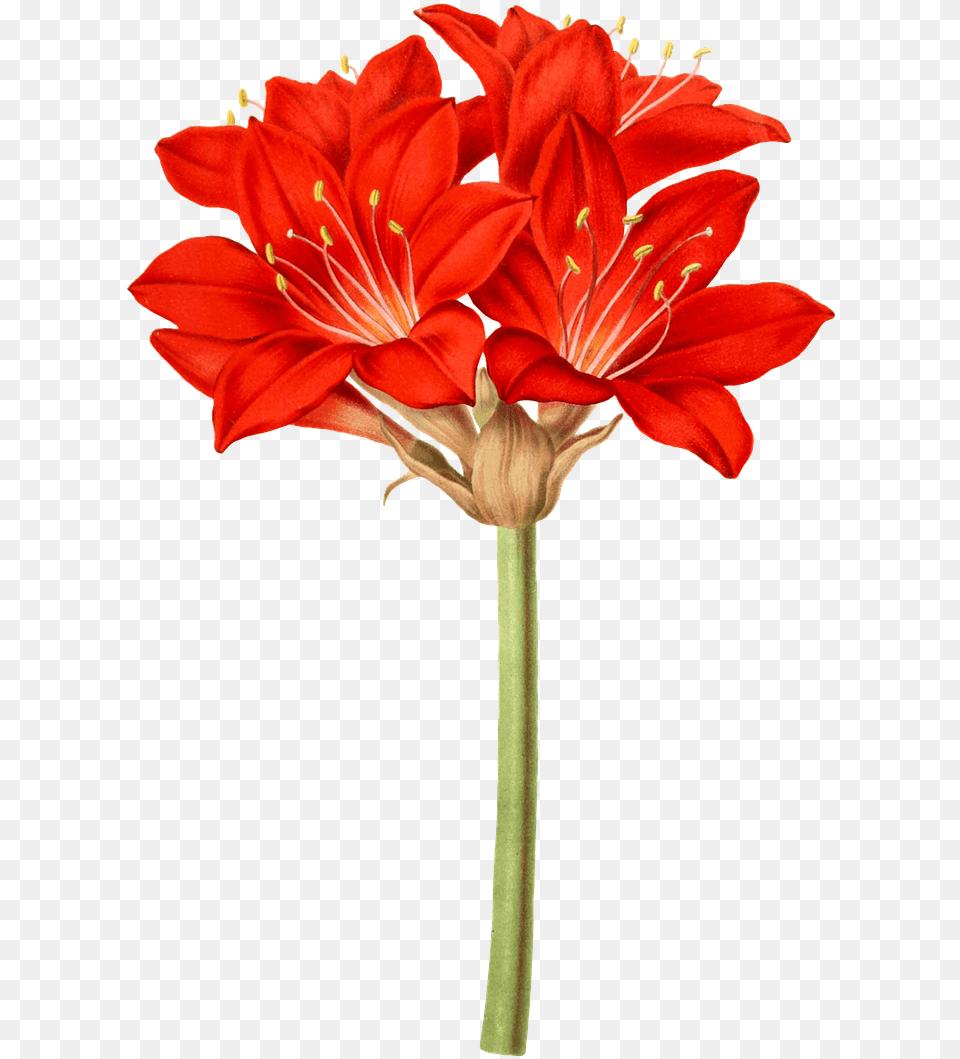 Amaryllis Flower Flowers Image On Pixabay Amaryllis Flower, Plant, Anther, Geranium, Lily Free Png