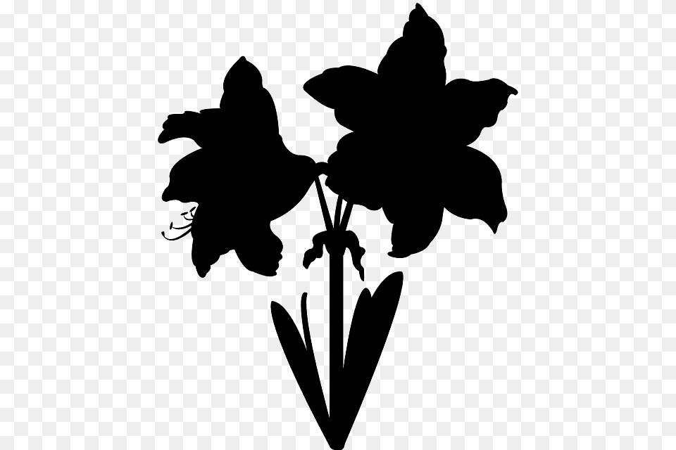 Amaryllis Flower Silhouette, Leaf, Plant, Person Free Png