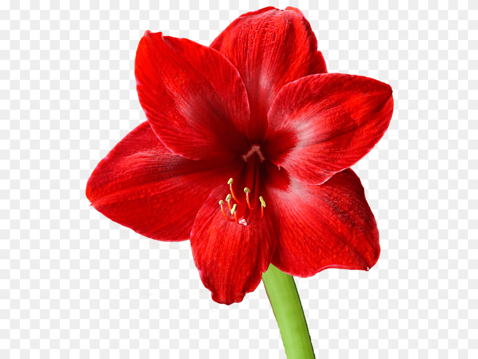 Amaryllis Red Blossom Bloom Flower Christmas Flower, Plant, Geranium, Rose Free Png