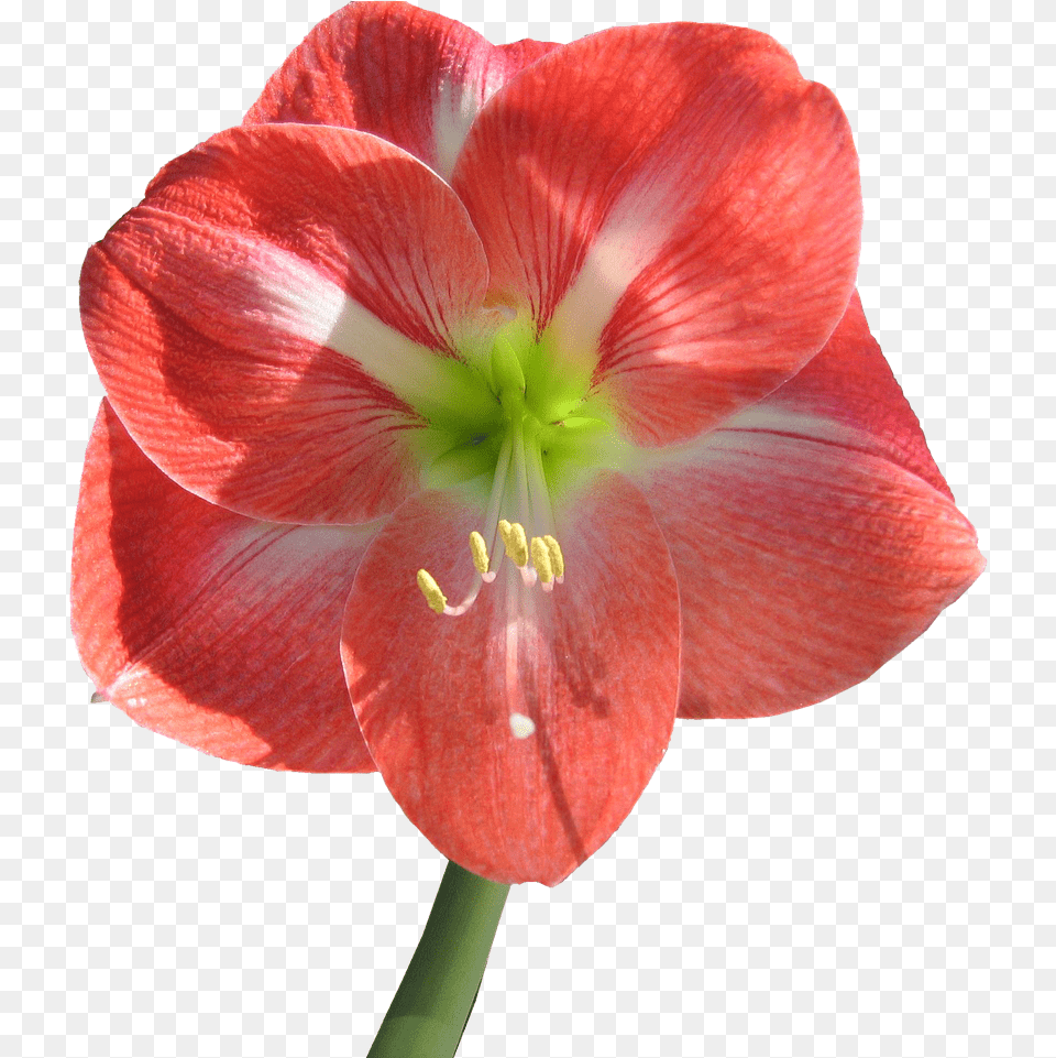 Amaryllis Transparent Background, Flower, Plant, Geranium Free Png Download