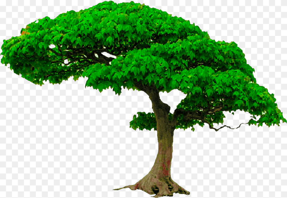 Amaterasu Tree Hd, Green, Plant, Potted Plant, Oak Free Png Download