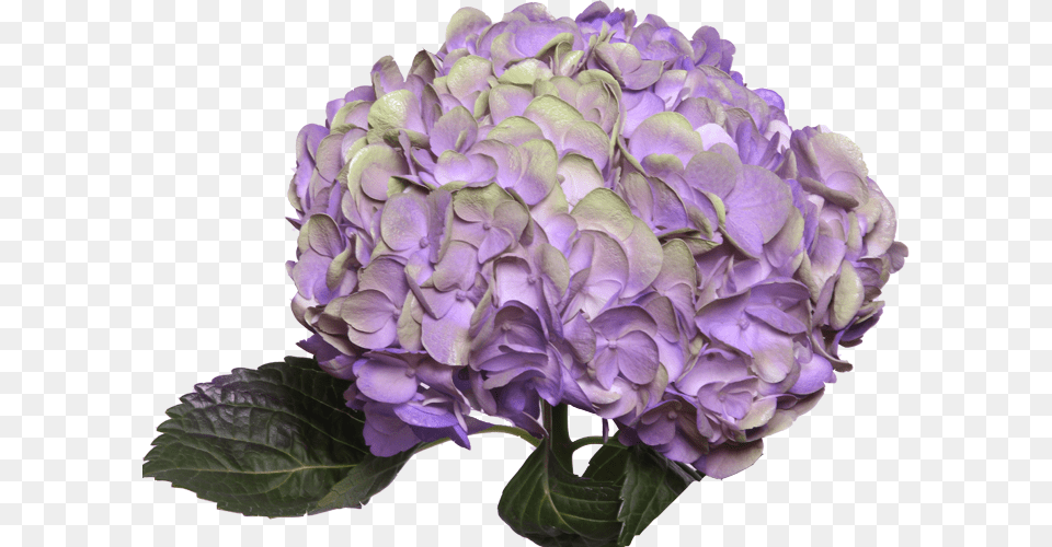 Amathyst Light Purple Hydrangea Flowers Pink Purple, Flower, Flower Arrangement, Flower Bouquet, Geranium Free Png Download