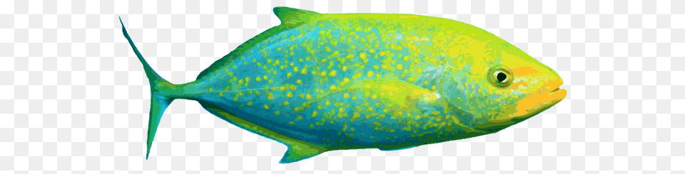 Amazing Clip Art Of Saltwater Fish Orange Spotted Jackfish, Animal, Sea Life, Tuna Png