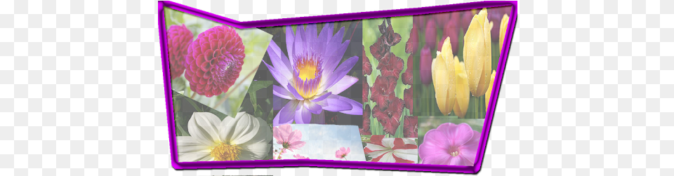 Amazing Flowers Wallpapers Apk For Android Emergent Vegetation, Dahlia, Flower, Plant, Purple Png