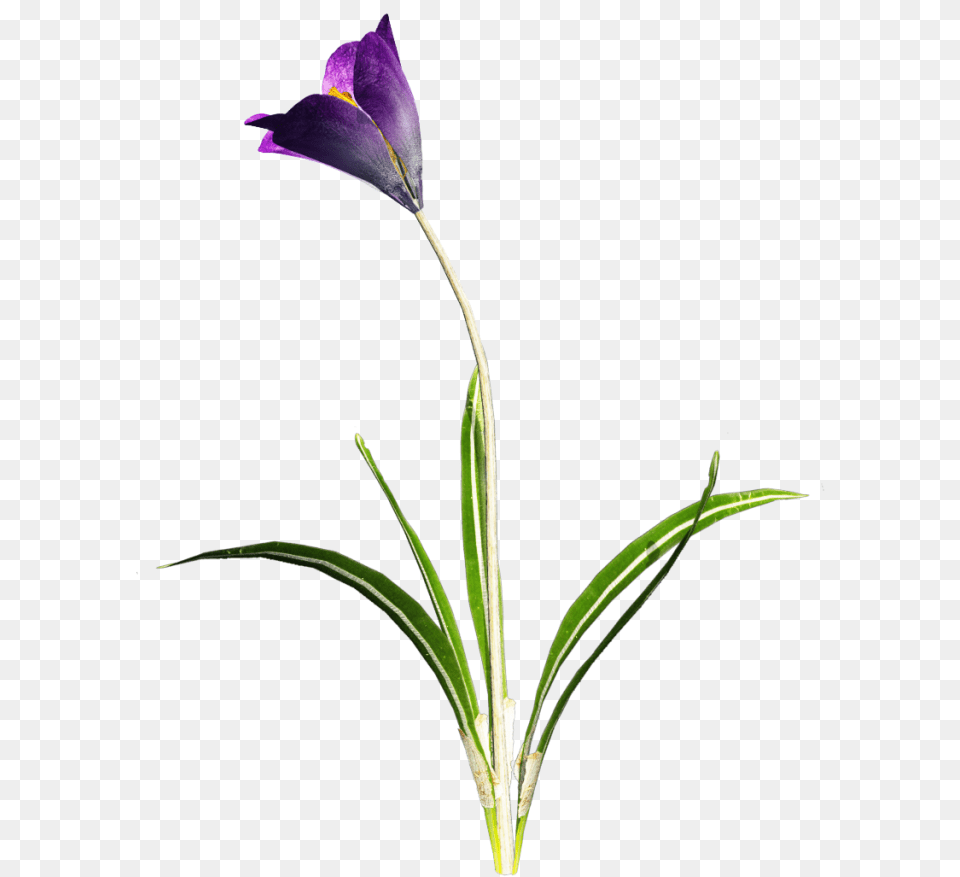 Amazing High Quality Latest Images Transparent Transparent Crocus, Flower, Plant, Acanthaceae, Iris Free Png Download