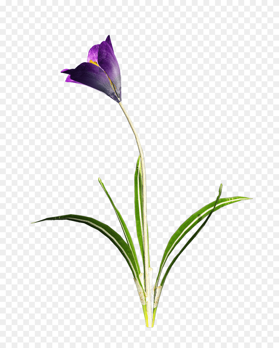 Amazing High Tube Fleur De Printemps, Flower, Plant, Purple, Iris Free Png Download