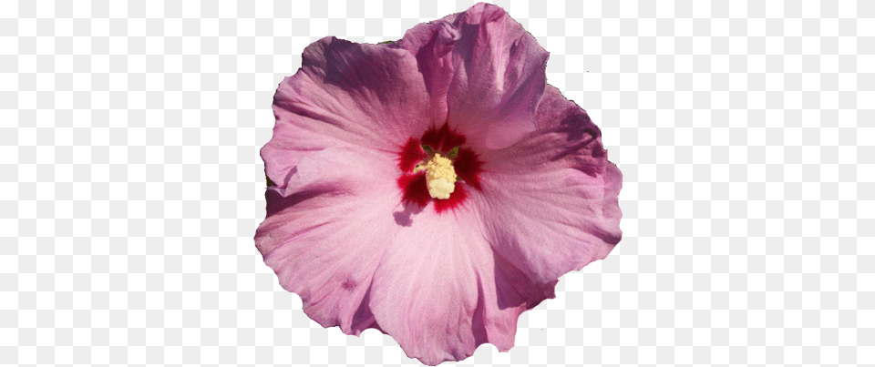 Amazing Real Flower Clipart Flower Selections Chinese Hibiscus, Plant, Anther, Petal, Person Free Transparent Png