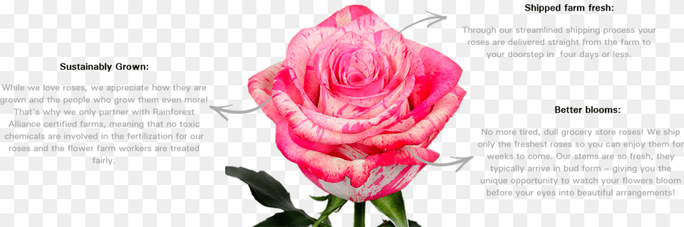 Amazing Rose Rose Variety Magic Times, Flower, Plant, Petal Png Image