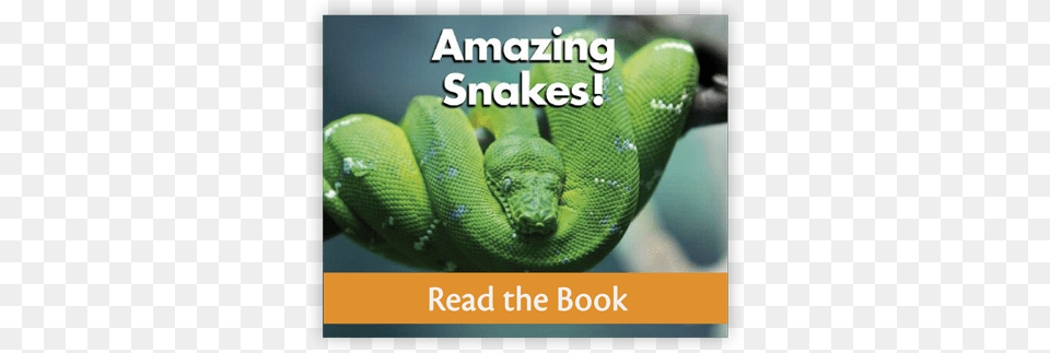 Amazing Snakes From Reading Series Two Decodable Books Book, Animal, Reptile, Snake, Green Snake Png Image