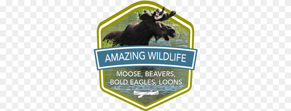 Amazing Wildlifeicon Katahdin Woods And Waters Scenic Byway, Animal, Mammal, Moose, Wildlife Png
