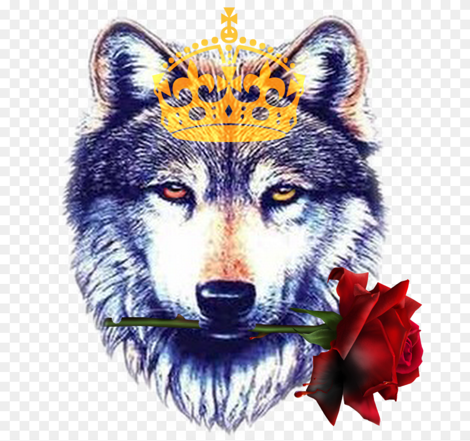 Amazing Wolf Head Tattoo Design Sample Wolf Face Transparent, Animal, Mammal, Canine, Red Wolf Free Png
