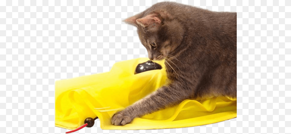 Amazingly Cat Cat39s Meow Fun Revolving Cat Toy Motorised, Animal, Mammal, Pet, Abyssinian Free Png Download
