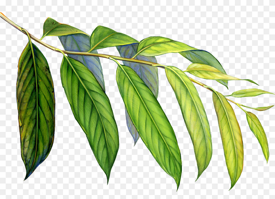 Amazon Drawing Tropical Evergreen Forest Huge Freebie Elm, Annonaceae, Leaf, Plant, Tree Png