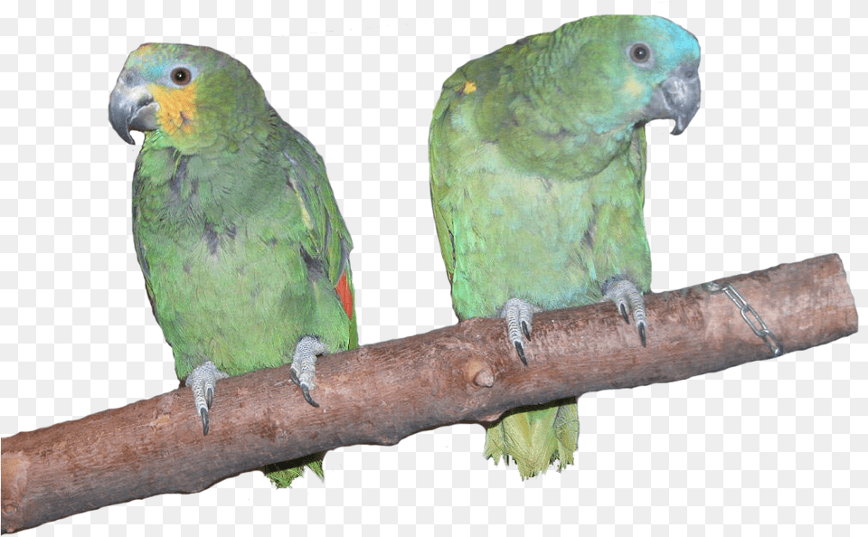 Amazon Parrots, Animal, Bird, Parrot, Parakeet Free Transparent Png