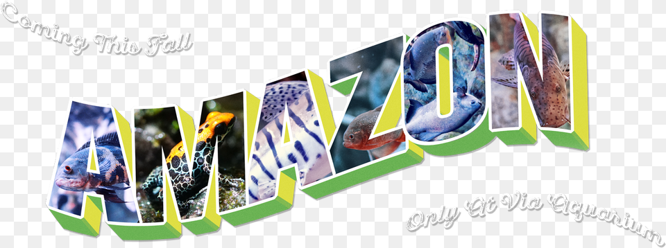 Amazon Rainforest In Calligraphy, Art, Animal, Fish, Sea Life Free Png Download