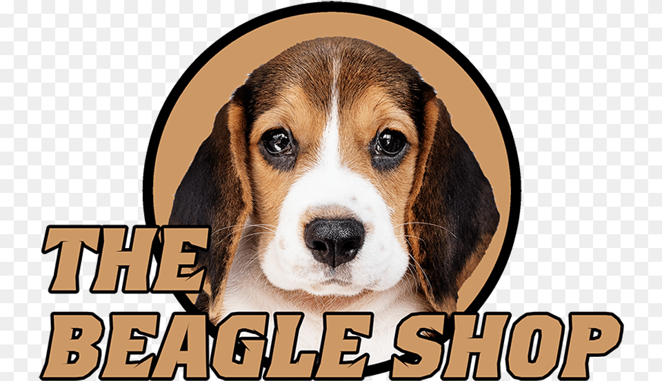 Amazoncom Beagle Shop Classic, Animal, Canine, Dog, Hound Png Image