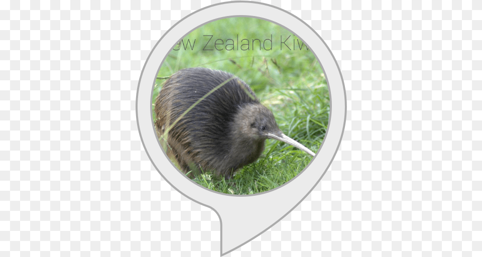 Amazoncom Kiwi Facts Alexa Skills Kiwi, Animal, Bird, Kiwi Bird Png