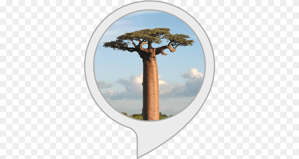 Amazoncom South African Meditations 1 Alexa Skills Arvores Gigantes Do Mundo, Plant, Tree, Tree Trunk, Outdoors Png